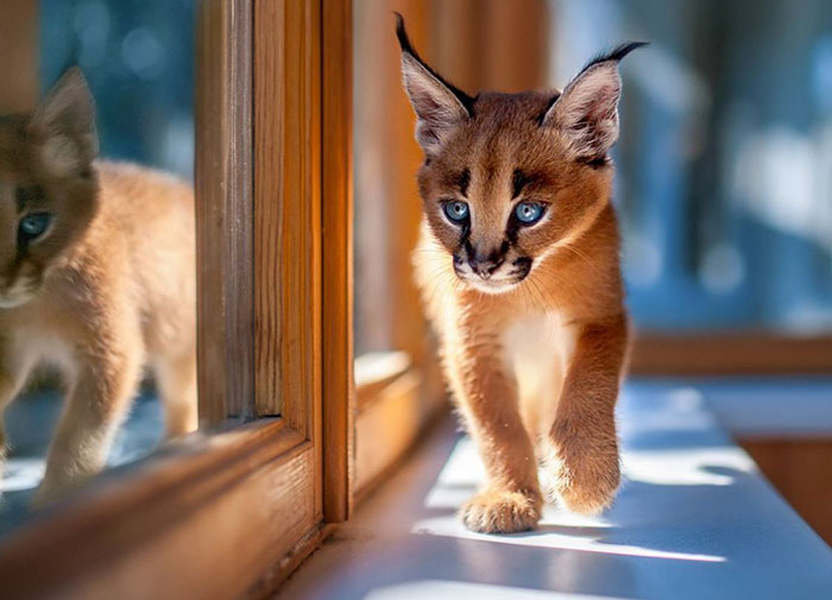 Запознајте се со каракалите: Најслаткиот вид мачки што некогаш сте го виделе!
