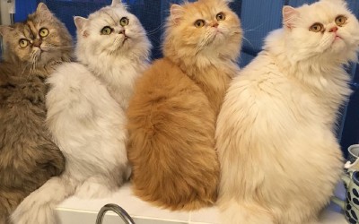 Како изгледа еден обичен ден на жена која чува 12 мачки?