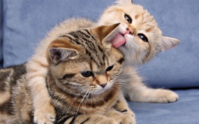 Мачките подучуваат: Како да ја покажете вашата љубов кон партнерот?