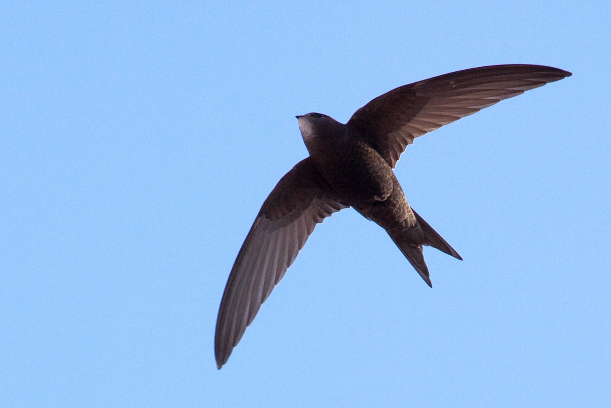 Научниците откриле птица која може да лета речиси една година без прекин