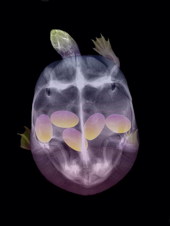 Рендгенски снимки откриваат како изгледаат различни животни во нивната бременост
