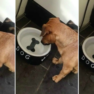 Збунето куче мисли дека нацртаната коска во неговата чинија за вода е вистинска