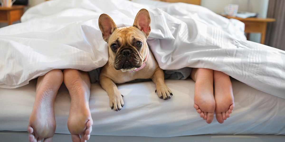 Зошто треба да му дозволите на вашето куче да спие со вас во креветот?