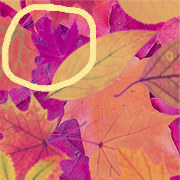 Тест: Ќе успеете ли да го пронајдете виолетовиот лист?