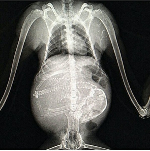 Рендгенски снимки откриваат како изгледаат различни животни во нивната бременост