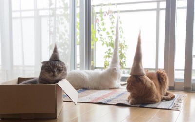 Креативни фотографии од мачки со шапки направени од нивното сопствено крзно