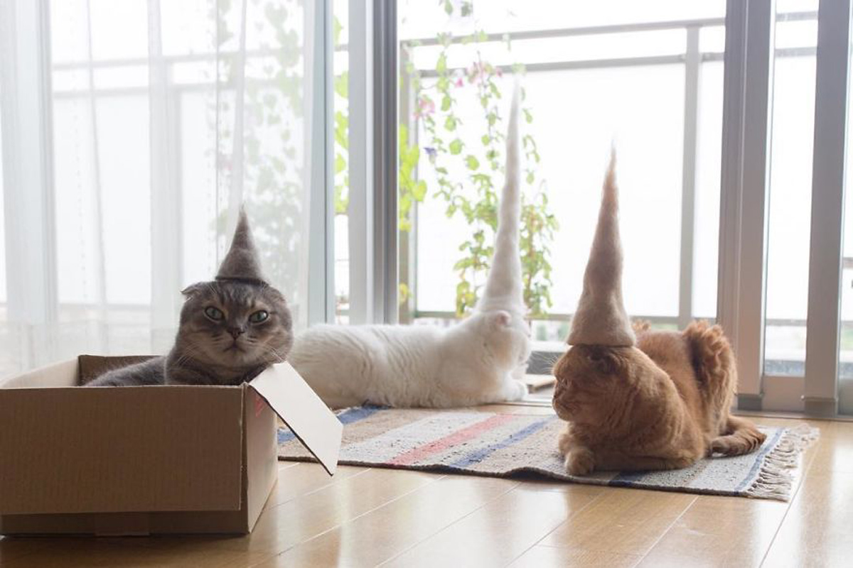 Креативни фотографии од мачки со шапки направени од нивното сопствено крзно