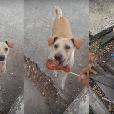Бездомна кучка моли човек за храна, а потоа бега со добиеното месо во уста