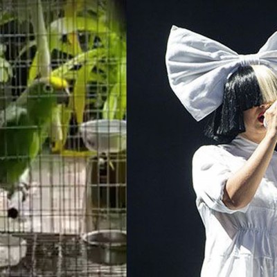 Неверојатно папагалче ја пее песната „Chandelier“ од Сиа