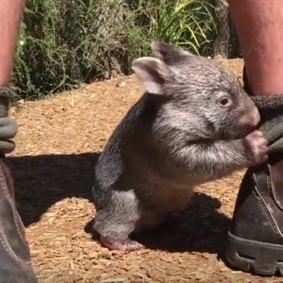 Запознајте го Џорџ: Неодолив вомбат што мисли дека е куче