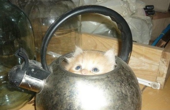 Тајни скривници каде што нема да ви текне да ја побарате вашата мачка