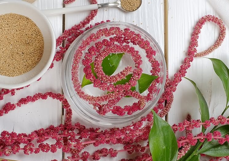 (2) Сте чуле за амарант? Станува збор за здрава храна што ќе ја освои 2017-та година!