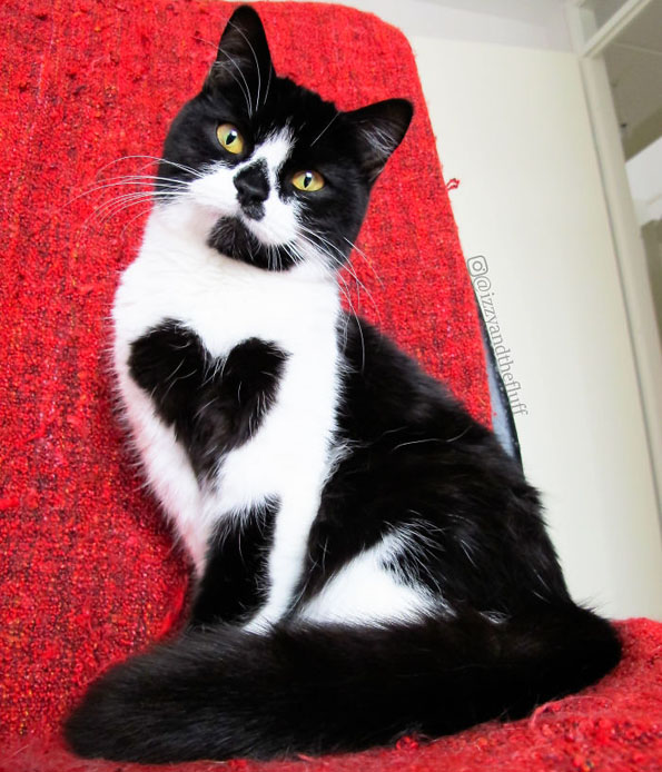 Запознајте ја Зои: Мачката која буквално го носи срцето на нејзините гради
