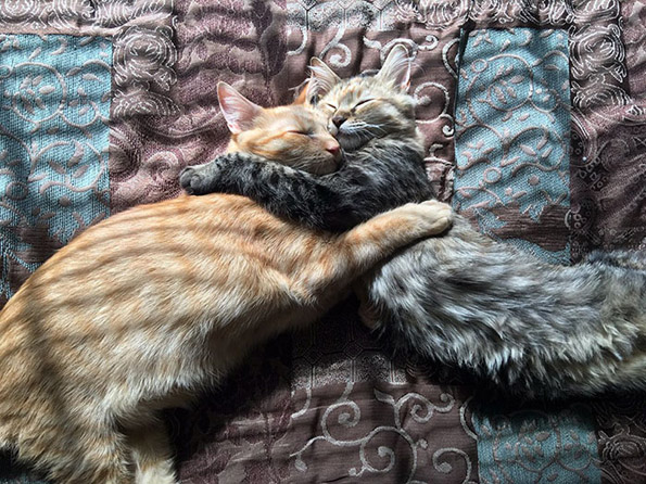 Љубовната приказна на овие две мачиња ќе ве разнежни!