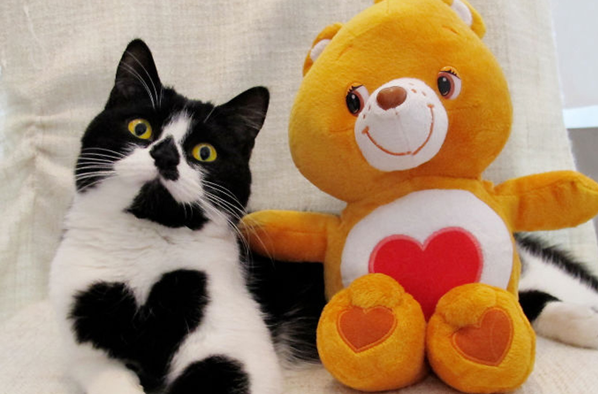 Запознајте ја Зои: Мачката која буквално го носи срцето на нејзините гради