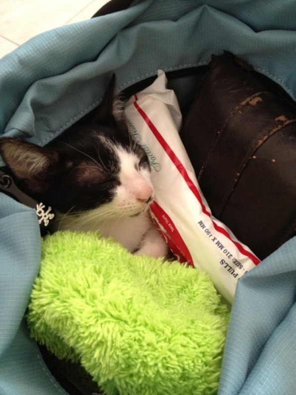 Тајни скривници каде што нема да ви текне да ја побарате вашата мачка