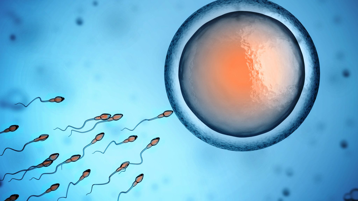 Најново откритие: Контрацепција за мажи која штити од бременост и трае 8 недели