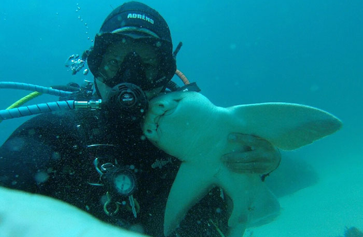 Необично 7-годишно пријателство: Ајкула доаѓа да си игра со овој нуркач секогаш кога ќе го види