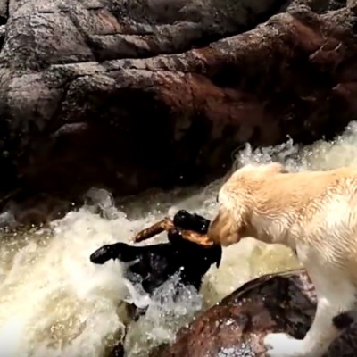 Вистински херој: Погледнете како ова куче му го спасува животот на неговото пријателче!