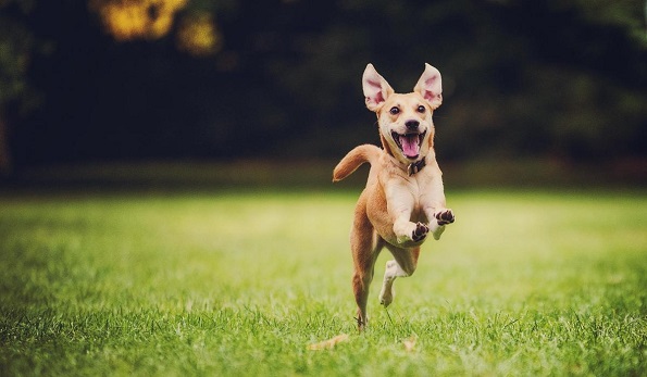 10 имиња на кучиња кои носат среќа