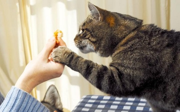 Еве што значат сите оние „чудни“ однесувања на вашата мачка