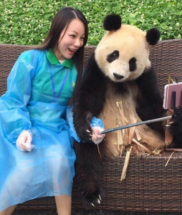 Навистина неодоливо: Џиновска панда која знае како да направи селфи