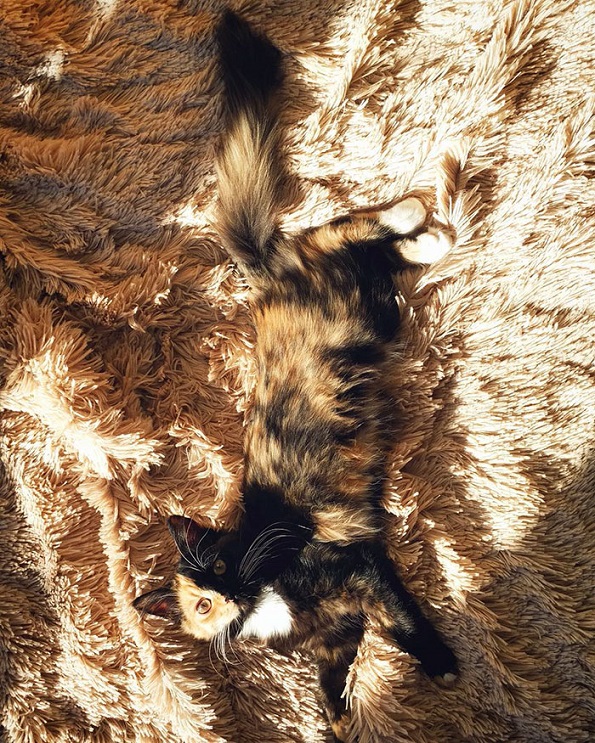 Запознајте ја Јана, мачето со две бои на лицето кои се рамномерно распоредени