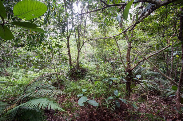 Можете ли да ги најдете сите 12 камуфлирани војници во џунглата?