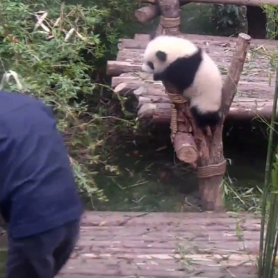 Оваа неодолива панда е подготвена да направи сѐ за да добие прегратка од нејзиниот зафатен чувар!