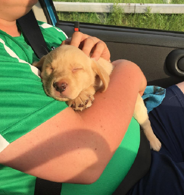 Слатки кучиња кои за прв пат го запознаваат своето идно семејство