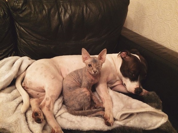 Мачка со едно око која ќе ве плени со нејзината убавина