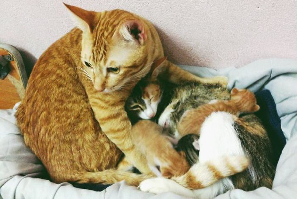 Овој мачор кој станал татко ќе ви го освои срцето со неговата грижа за штотуку породената мачка