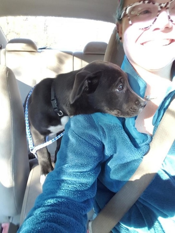 Слатки кучиња кои за прв пат го запознаваат своето идно семејство