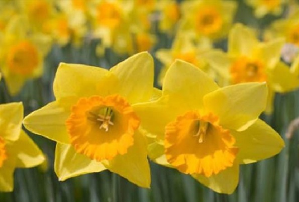 Тест кој има моќ да ја прочита вашата личност: Изберете цвет и дознајте нешто за себе