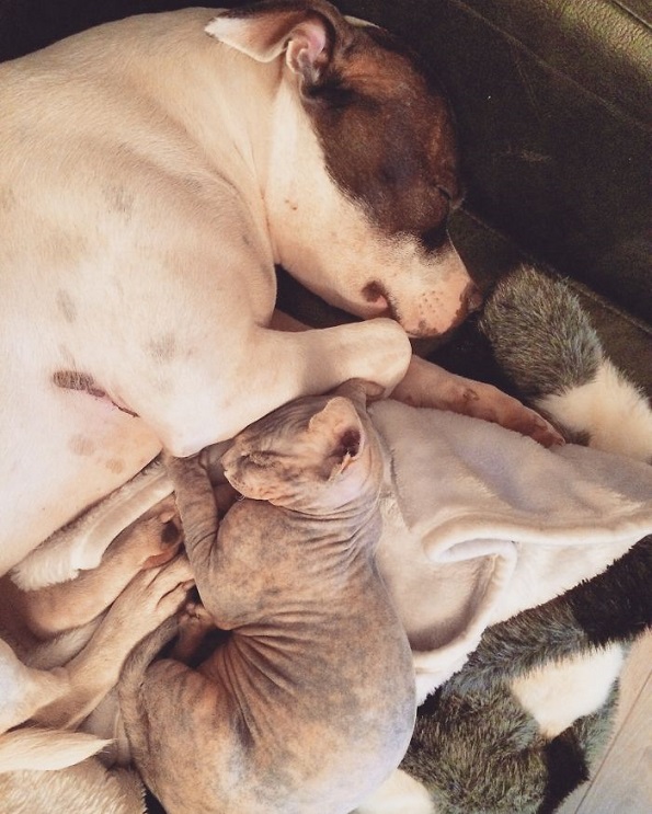 Мачка со едно око која ќе ве плени со нејзината убавина