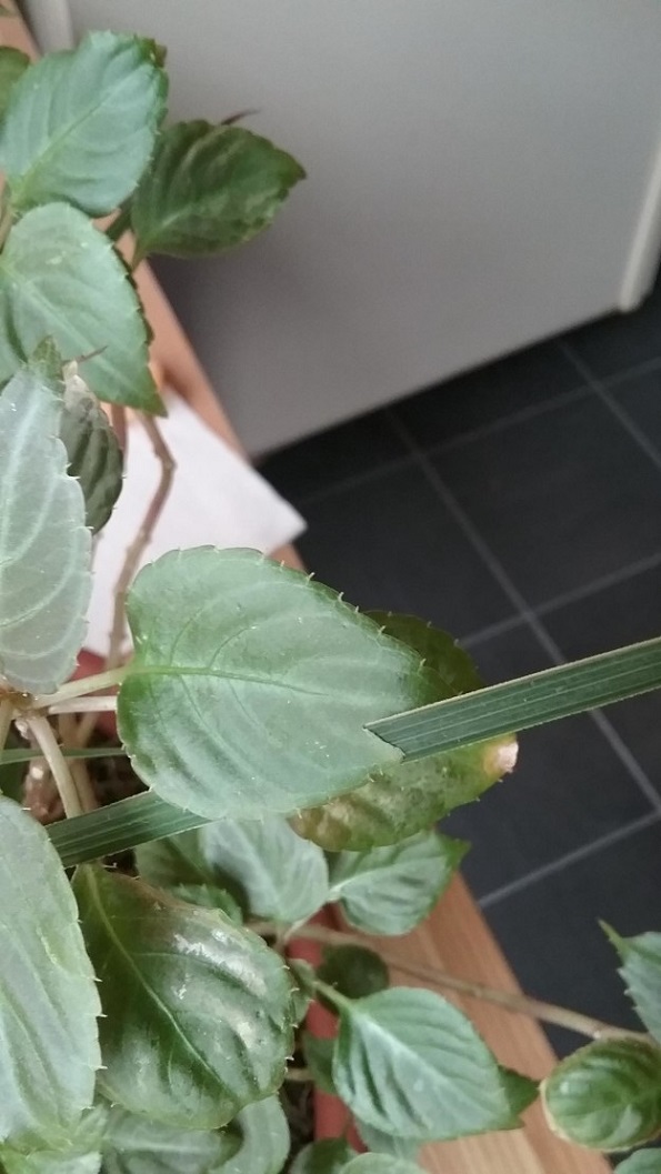 Фотографии од секојдневни работи кои ќе ве изненадат со нивната несекојдневна форма