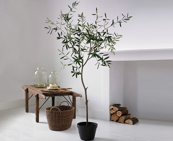 Маслинови дрвца – нареден нов голем тренд за во секој дом