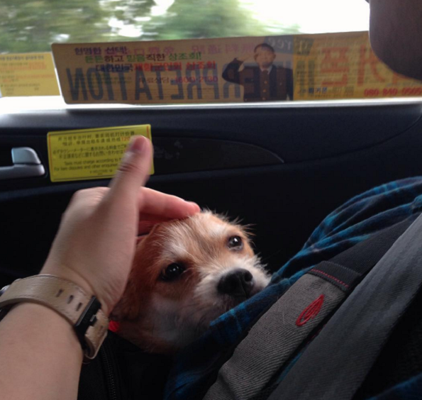 Слатки кучиња кои за прв пат го запознаваат своето идно семејство