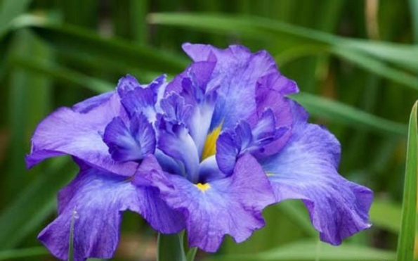 Тест кој има моќ да ја прочита вашата личност: Изберете цвет и дознајте нешто за себе