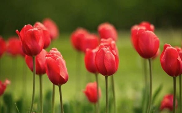 Тест кој има моќ да ја прочита вашата личност: Изберете цвет и дознајте нешто за себе