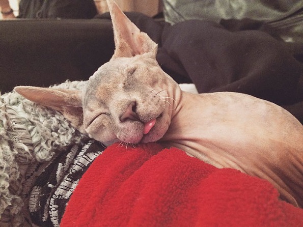 Мачка со едно око која ќе ве плени со нејзината убавина