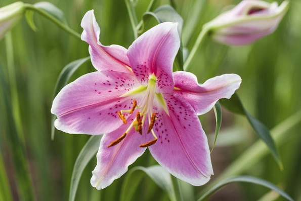 Тест кој има моќ да ја прочита вашата личност: Изберете цвет и дознајте нешто за себе