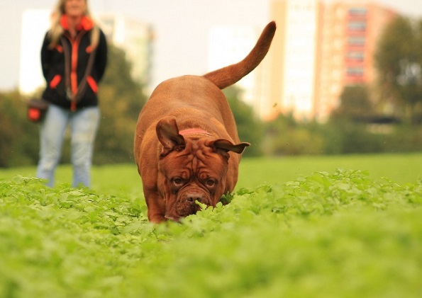 11 навики со кои несвесно го нервирате вашето куче