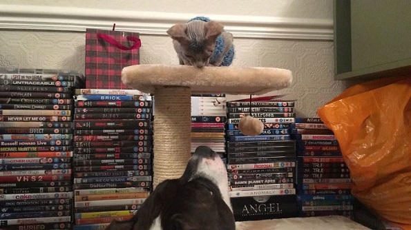 Мачка со едно око која ќе ве плени со нејзината убавина