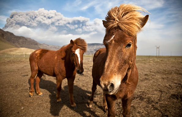 Животни кои изгледаат како да ќе ги издадат најслушаните музички албуми за оваа година