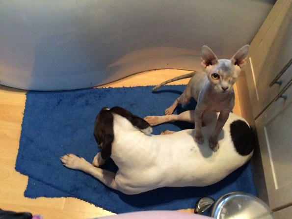 Мачка со едно око која ќе ве плени со нејзината убавина