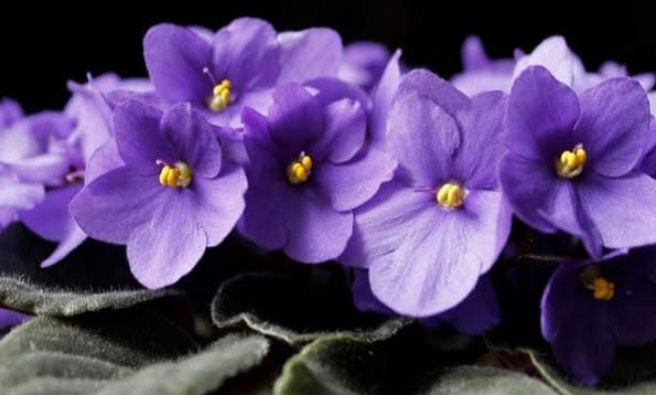 Тест кој има моќ да ја прочита вашата личност: Изберете цвет и дознајте нешто за себе