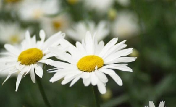 Тест кој има моќ да ја прочита вашата личност: Изберете цвет и дознајте нешто за себе