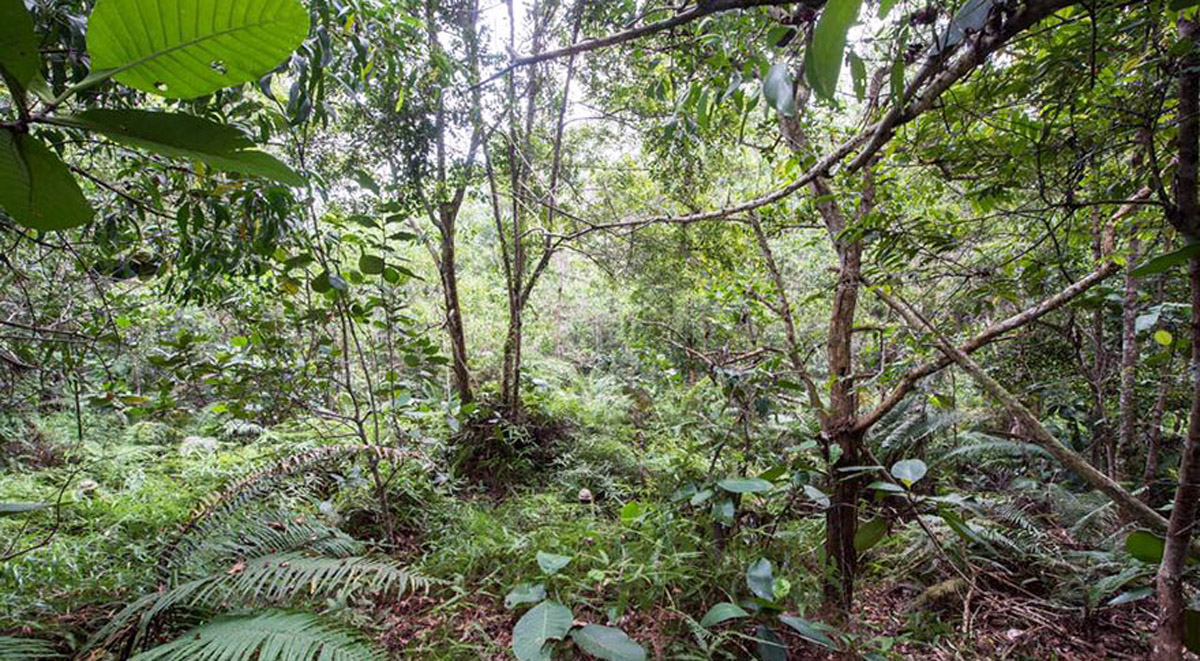 Можете ли да ги најдете сите 12 камуфлирани војници во џунглата?