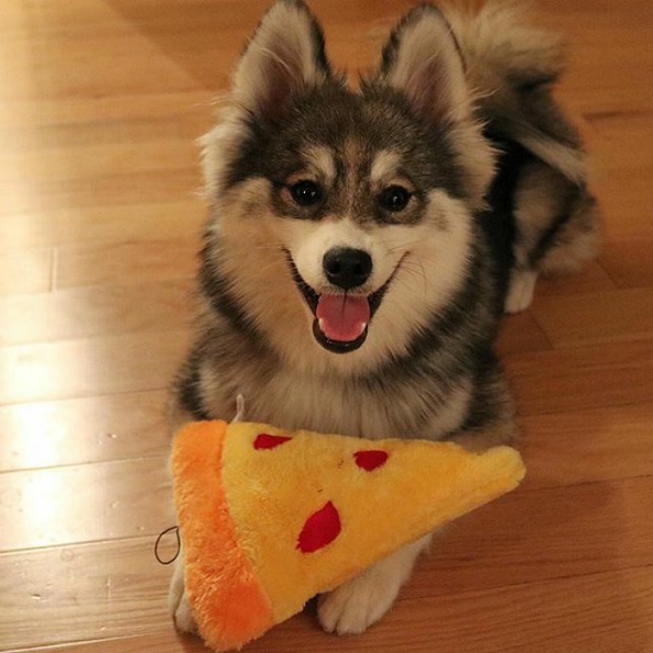 Запознајте го Норман, мешавина од померанец и хаски кој е толку сладок што дури не изгледа реално